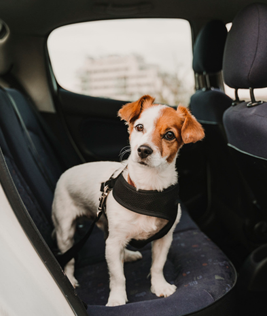 Southampton Animal Control Encourages Summer Pet Safety • Southampton, NY